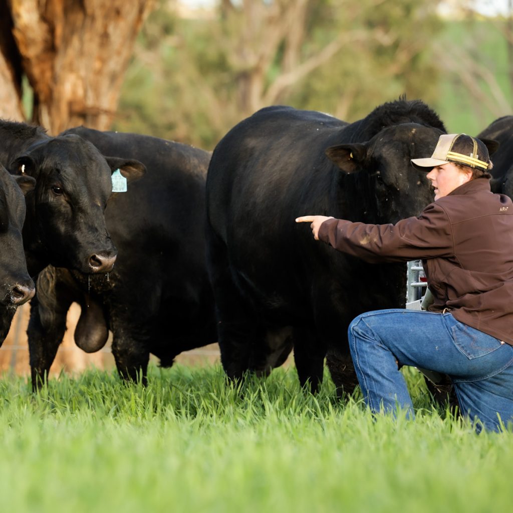 Angus Bulls