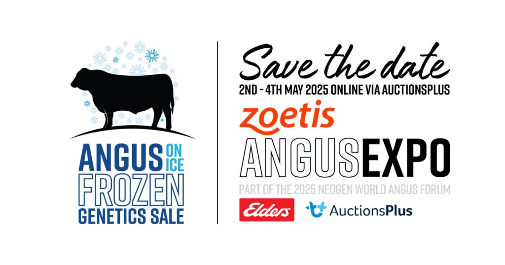 Angus On Ice Sale