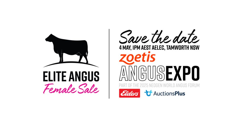 Elite Angus Female Sale