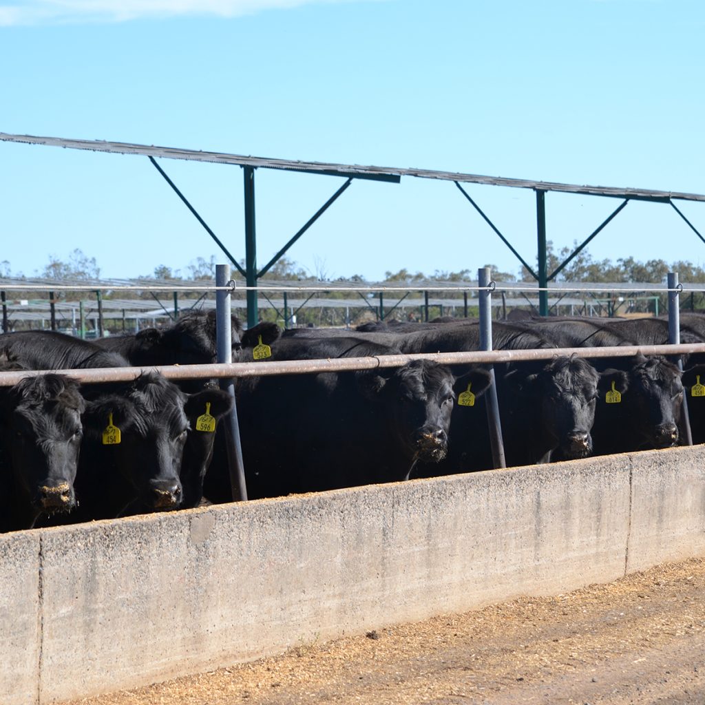 Kerwee Feedlot