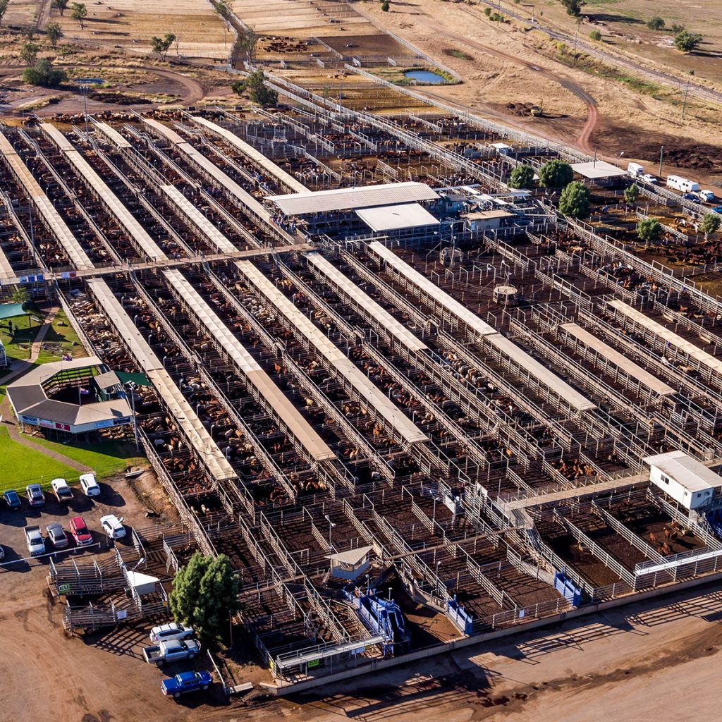 Roma Saleyards