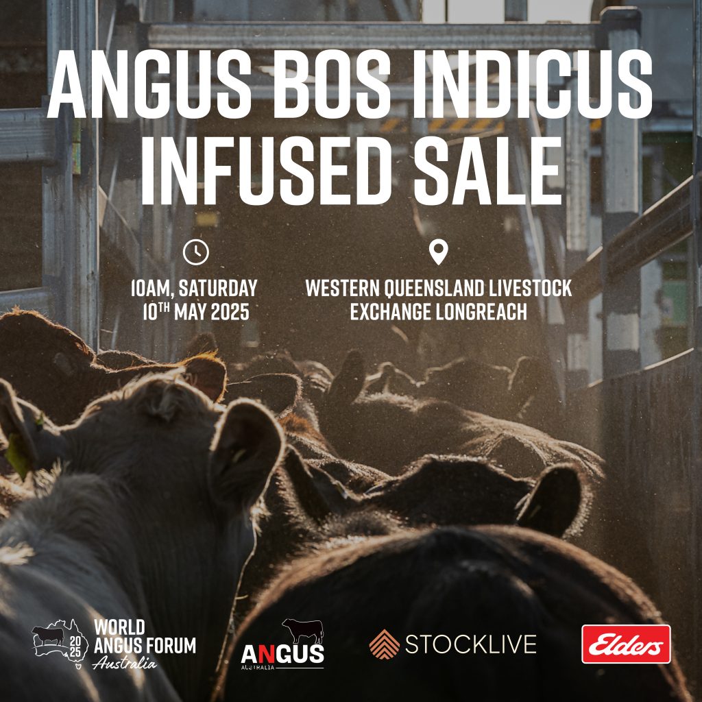 WQLX Angus Bos Indicus Infused Sale